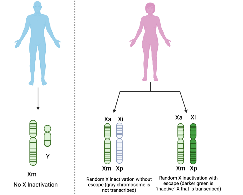 BioRender Graphic