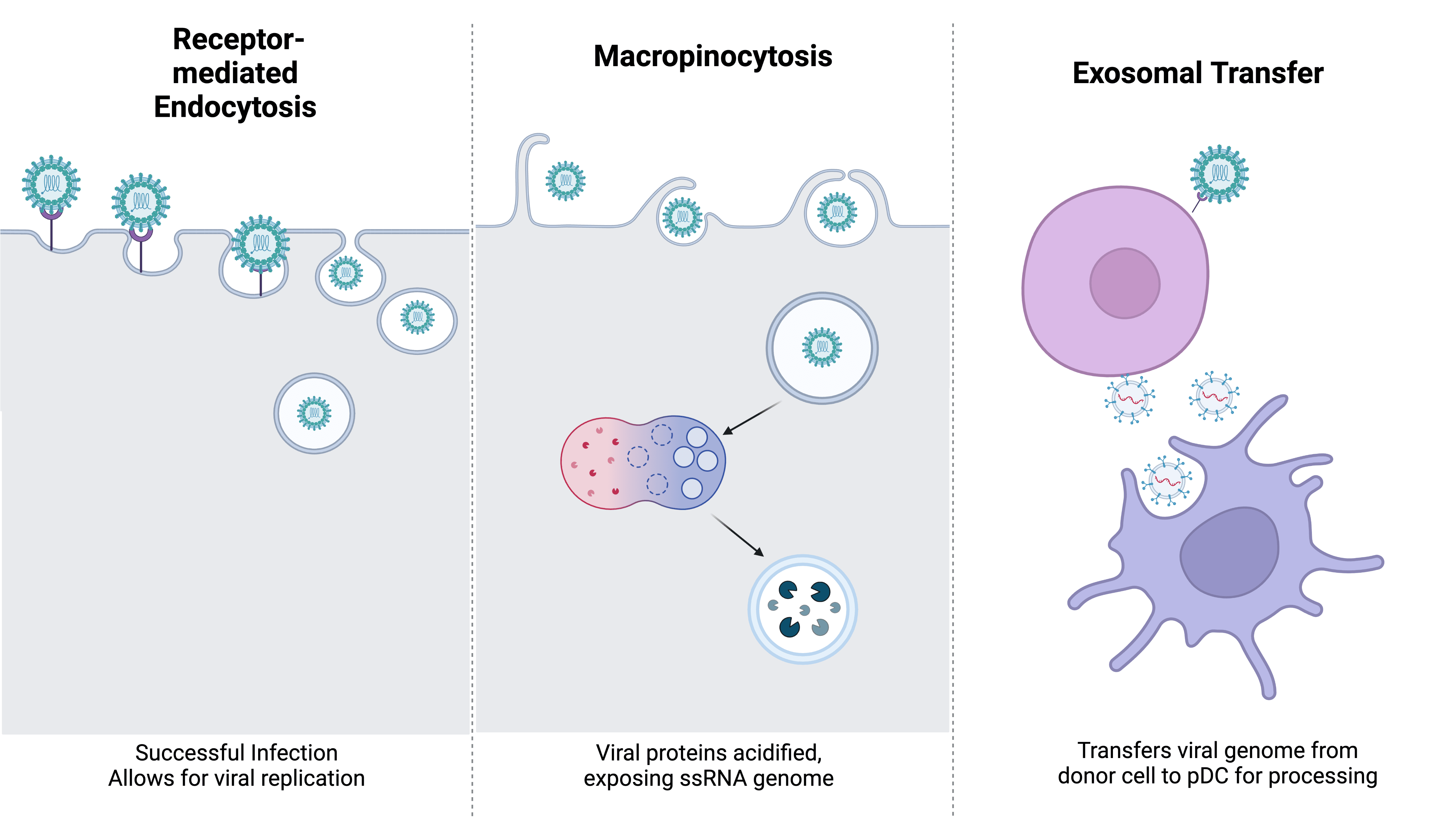 BioRender Graphic