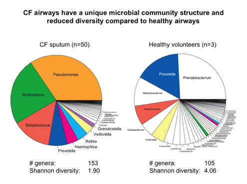 Data from the Marsico Lung Institute shows samples from cystic fibrosis (CF) lungs compared to samples from healthy lungs 