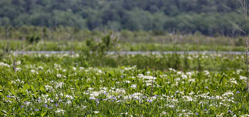 Flowers in the Field