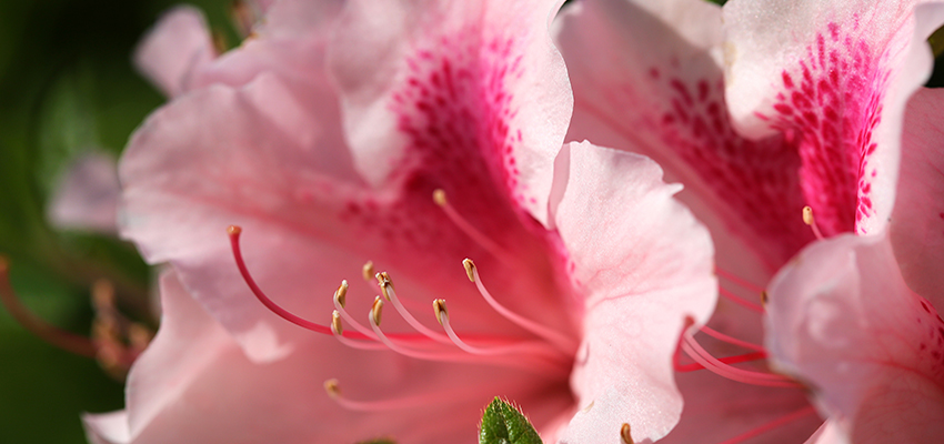 Pink Camellia Flowers