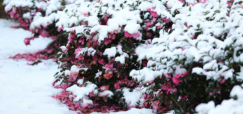 Flowers with snow