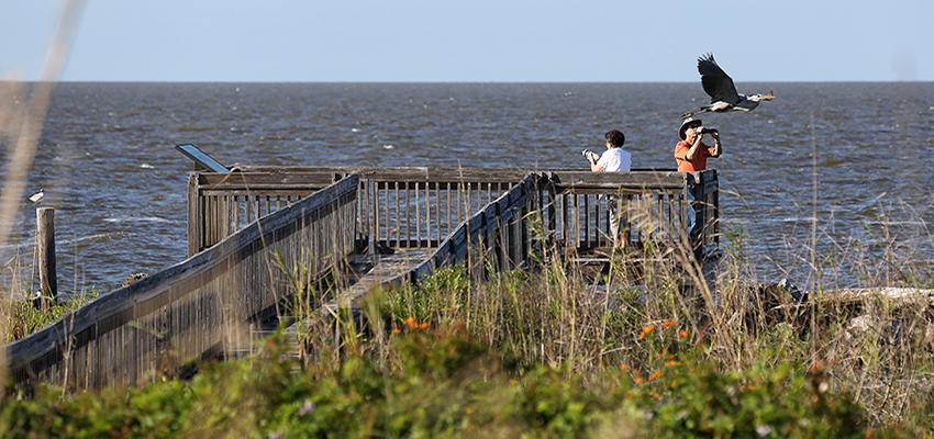 Pier on water with people and bird