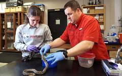 Student and professor working with snake in lab.