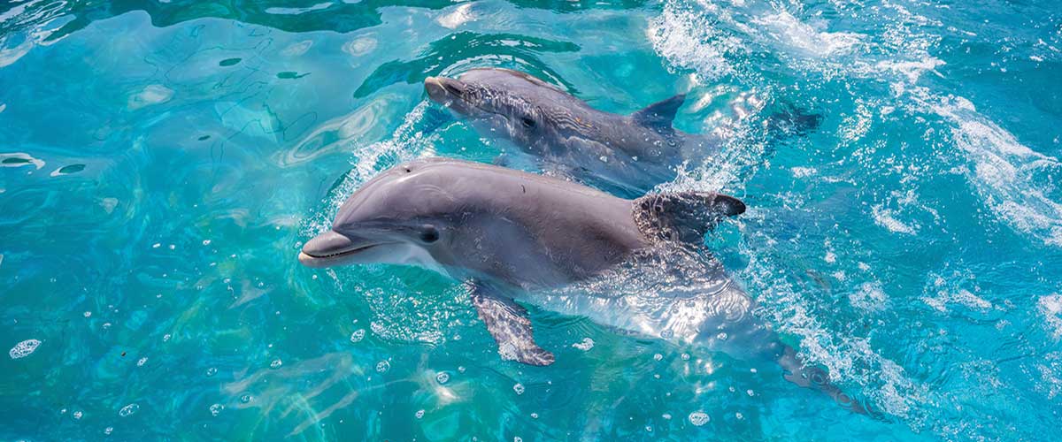 Dolphins swimming in water.