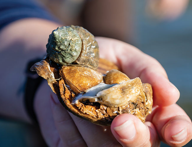 nabbing an oyster drill (green shell), the most significant oyster predator in Alabama