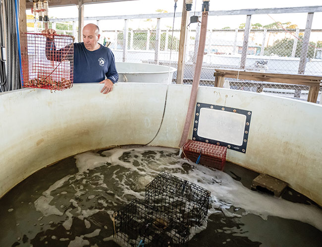 Dr. Smee at the Dauphin Island Sea Lab working with mesocosm (simulated ecosystem) tanks, which draw Gulf seawater for oyster experiments.