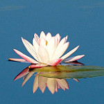 Flower floating in water