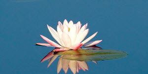 Flower on water