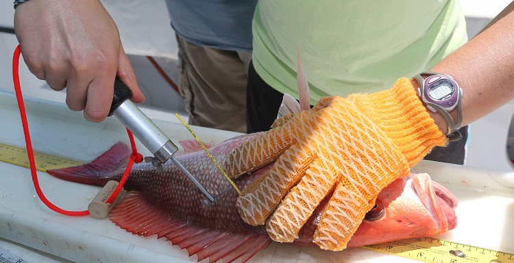 University graduate student Amanda Jefferson helps tag one of the 750 red snapper released by the Dauphin Island Sea Lab into northern Gulf of Mexico waters as part of a marine sciences project to estimate the recreational mortality of the popular sport fish.  Photo by David Hay Jones
