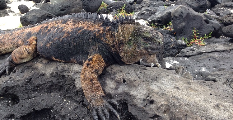 A study by two USA professors found that sea surface temperature helps explain the variation in body size of the Galapagos marine iguana, and island colonization patterns have influenced the varying body shapes.