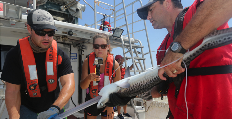 Gastric lavage, a non-lethal technique, is used to gather the remains of birds and other food from captured tiger sharks.  From left are Cody Eggenberger, former intern in the USA Fisheries Ecology Lab; Mariah Livernois, incoming USA graduate student; and Dr. Marcus Drymon, USA research assistant professor.  Photo by David Hay Jones.