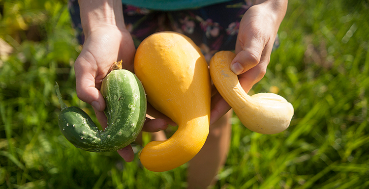 The first produce of the season is being harvested from the garden, located on the west side of campus.