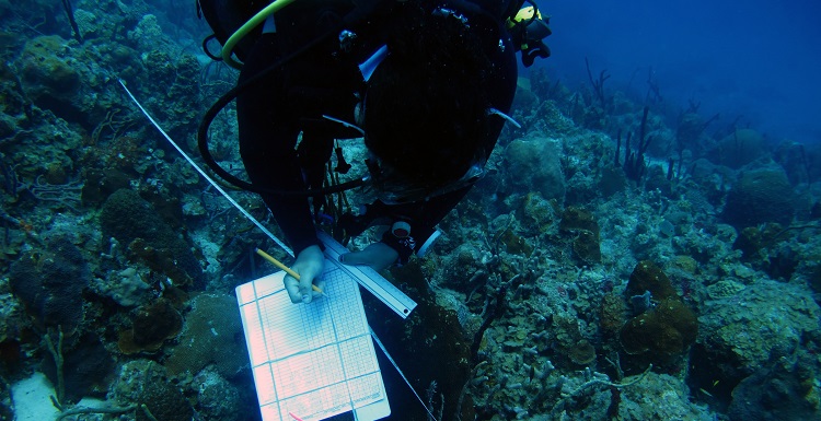 Biodiversity surveys and sampling at long term monitoring sites in the U.S. Virgin Islands have provided critical data on the seasonal fluctuations of microalgae and toxicity in these reef ecosystems leading to PIRE research. Graduate student Alexis Sabine is seen conducting biodiversity surveys at Flay Cay, U.S. Virgin Islands. Photo courtesy of Robert Brewer.