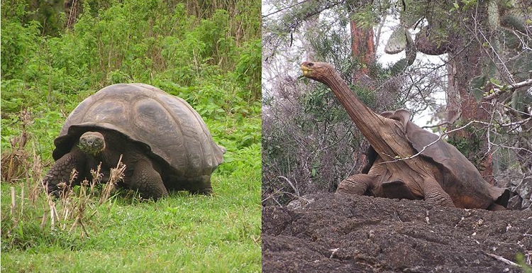 Galapagos Islands tortoises evolved with predominately two different type shells, "domed," left, and "saddleback." Dr. Ylenia Chiari's research suggests the energy exerted by the tortoises as they righted themselves may have led to the differences. Photos courtesy of Dr. Ylenia Chiari.  data-lightbox='featured'