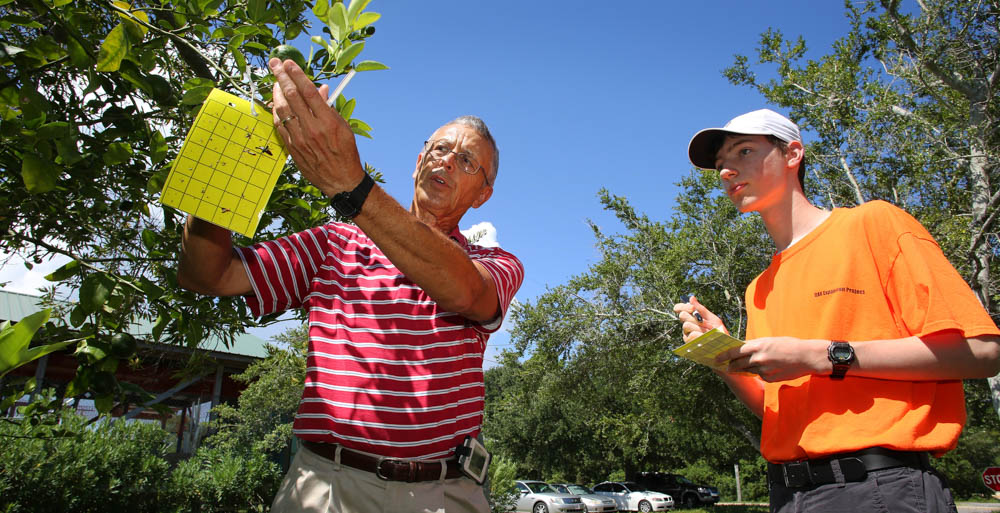 Researchers and volunteers are hanging lime-green sticky traps in citrus trees near the Dauphin Island Sea Lab to try and catch bugs that are threatening the trees' existence. Dr. David Battiste, assistant professor of chemistry at the University of South Alabama, teams up with Daniel Forbes, a student at Mobile's Davidson High School. 