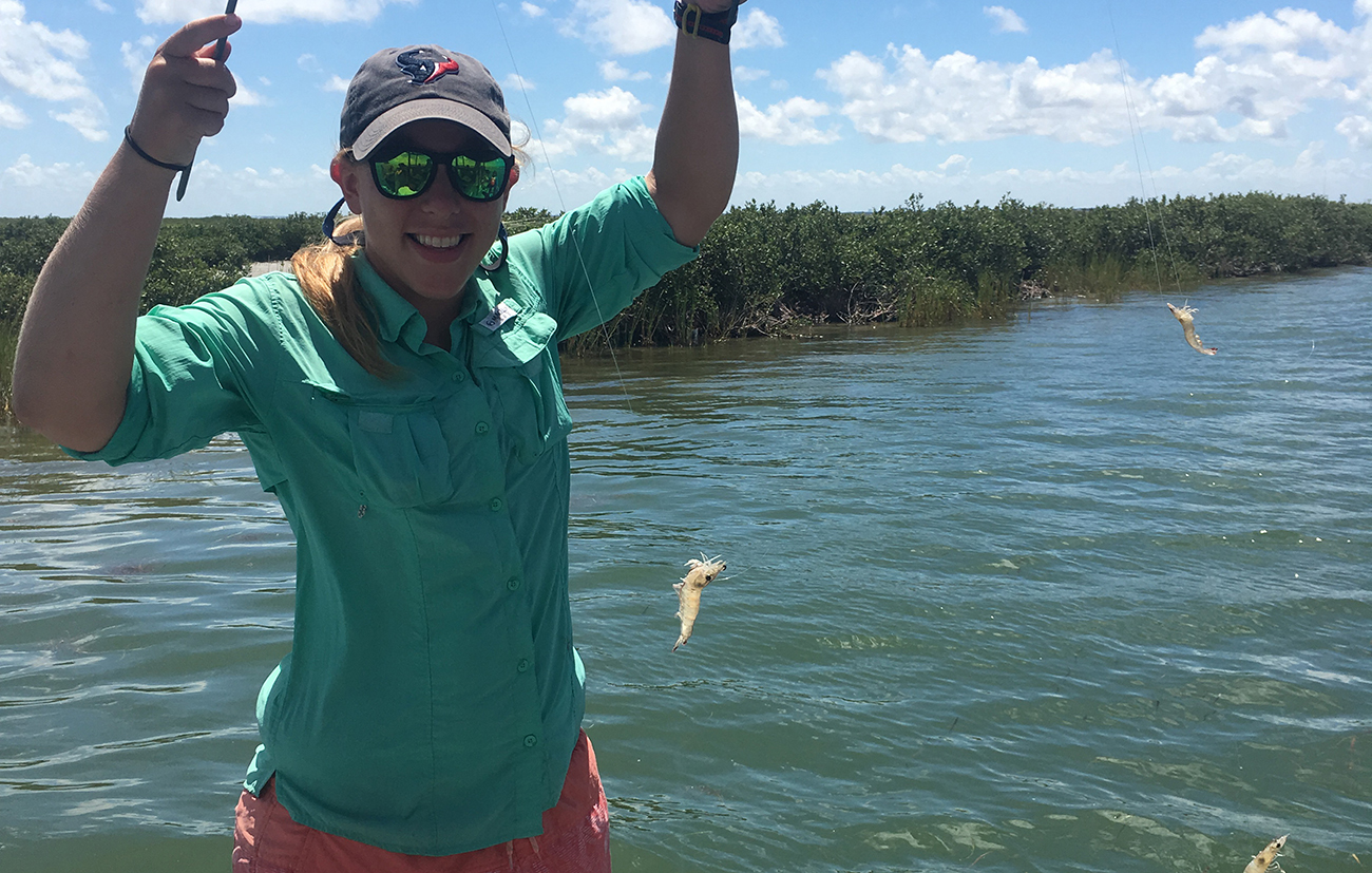 Meredith Diskin, a doctoral student in USA's marine sciences program, tethers shrimp to fishing line and puts them out in the mangroves for her research on the interactions of predators and their prey and how they differ in ecosystems such as salt marshes and mangroves.
