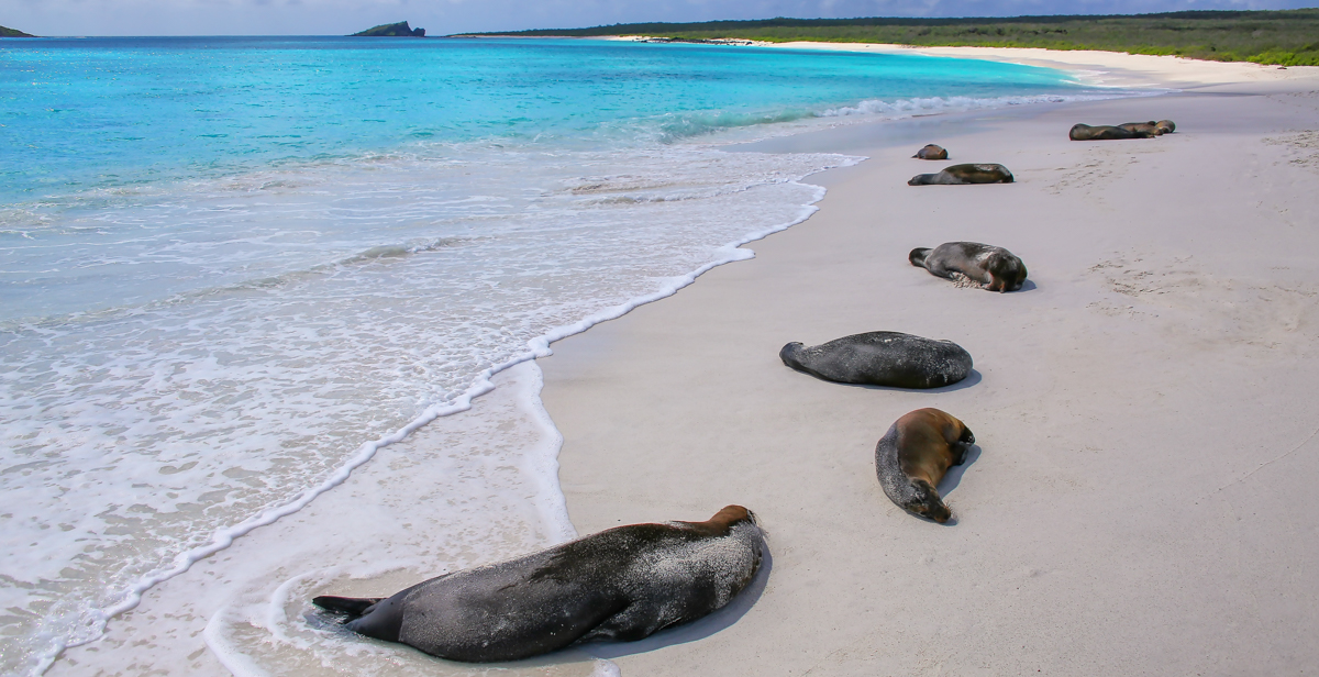 Galapagos sea lions resting in Galapagos National Park.