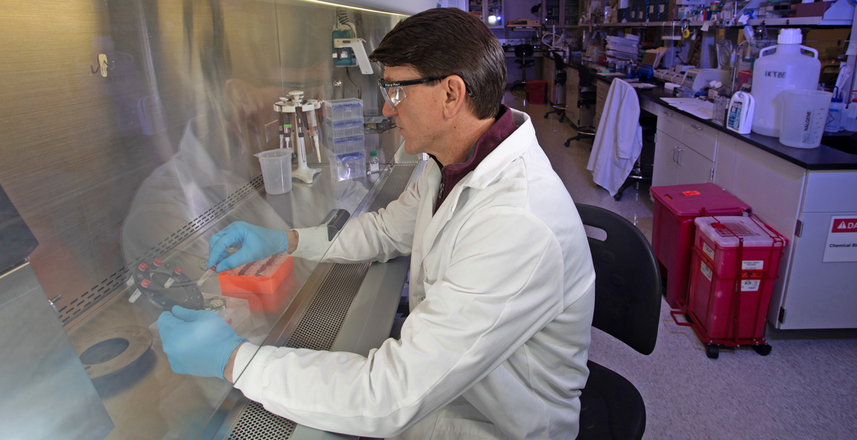 Dr. Jonathan Rayner, associate professor of microbiology and immunology, and director of the Laboratory of Infectious Diseases at the University of South Alabama College of Medicine, works in his lab. Researchers at the College of Medicine are collaborating with members of the Yale School of Public Health and its West Nile 4K Project to reconstruct a picture of how the virus has spread and adapted.