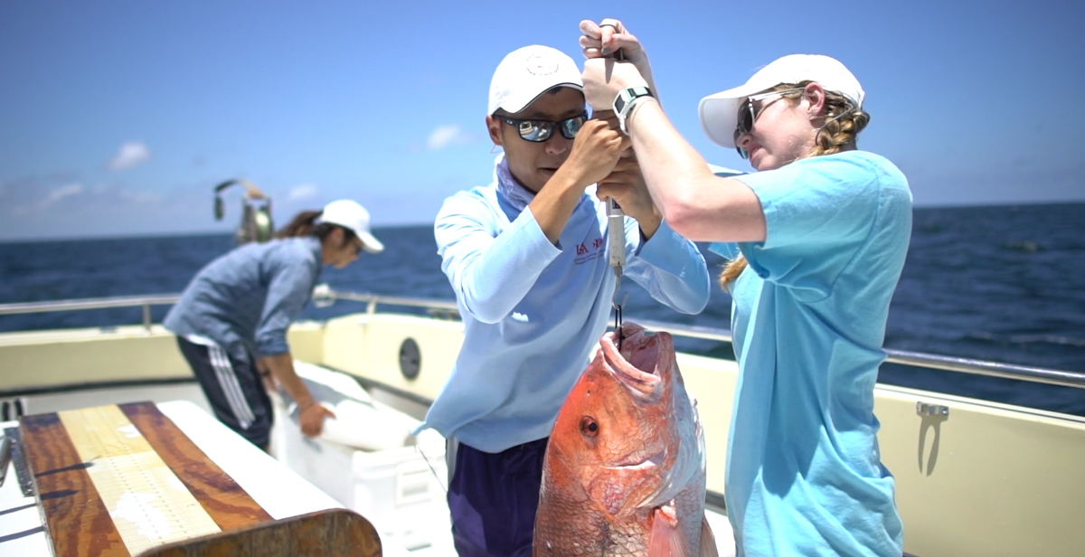 Plans for South's School of Marine and Environmental Sciences call for additional faculty, renovated classroom space and new academic programs. “The school capitalizes on our strategic location on the Gulf Coast, and allows us to expand opportunities for both undergraduate and graduate students,” said Dr. Andi Kent, interim provost and senior vice president. 