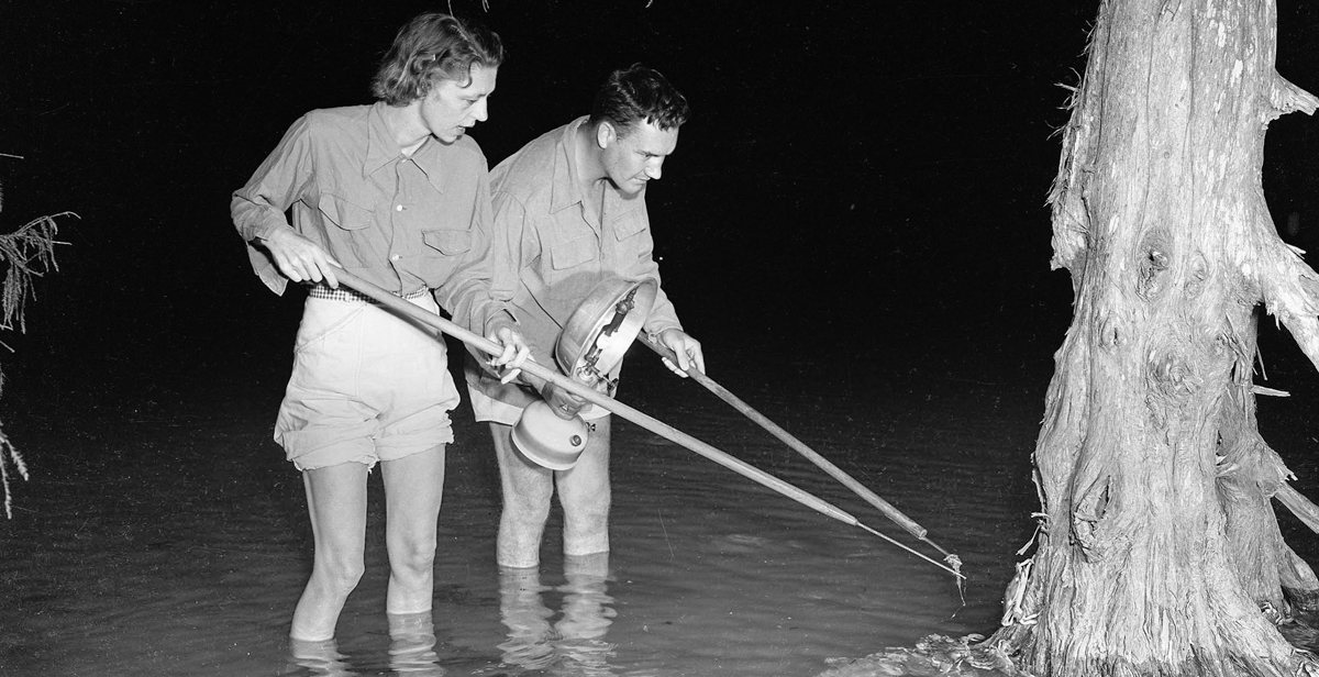 Residents hunt for seafood during a Jubilee in this 1950 photo that is part of the Thigpen Photography Collection. 