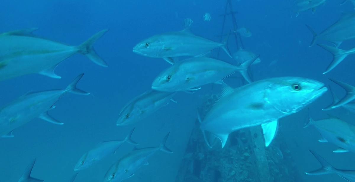 An underwater camera on a remote operated vehicle in the Gulf of Mexico captured this school of greater amberjack near a pyramid deployed by the State of Alabama to provide fish habitat.