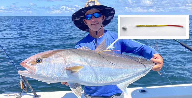 Captain Brett Falterman of Fish Research Support displays a conventionally-tagged greater amberjack before releasing the fish off the coast of Louisiana. Photo insert: Each of the small, colorful conventional tags will display a unique five-digit number and a telephone number to call to claim a $250 reward. (Photos courtesy of Dr. Michael Dance, Louisiana State University and Dr. Marcus Drymon, Mississippi State University.)