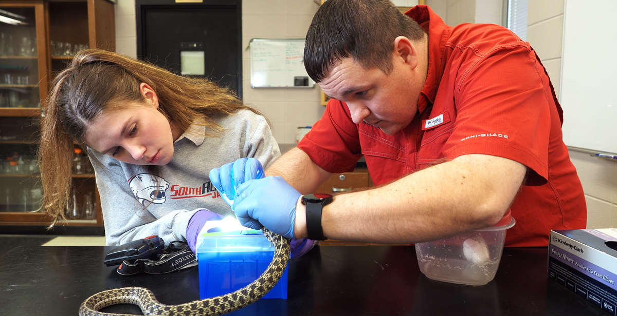 Grace Coppinger and Dr. Jason Strickland collect rear-fang venom from a garter snake in a laboratory at the University of South Alabama. data-lightbox='featured'