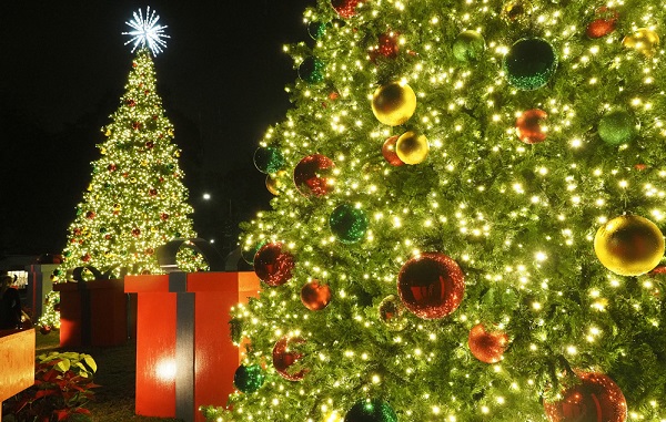 South began a new tradition this year with the lighting of two 32-foot-tall Christmas trees at Student Services Drive and USA South Drive.