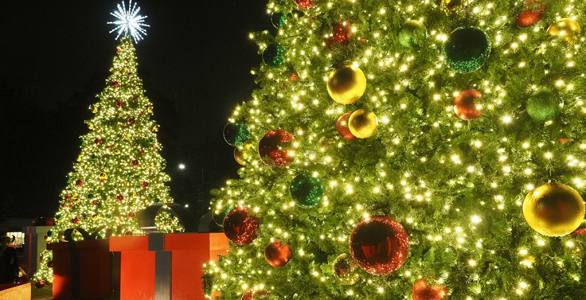 South began a new tradition this year with the lighting of two 32-foot-tall Christmas trees at Student Services Drive and USA South Drive.