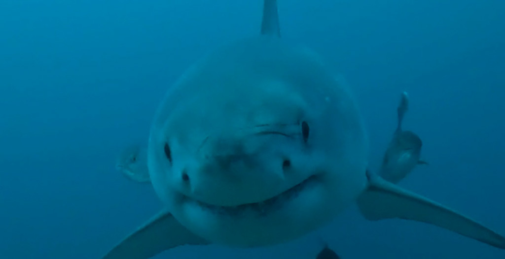 Great White Shark Spotted Off Alabama Coast