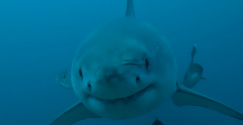 Great White Shark in the Gulf of Mexico