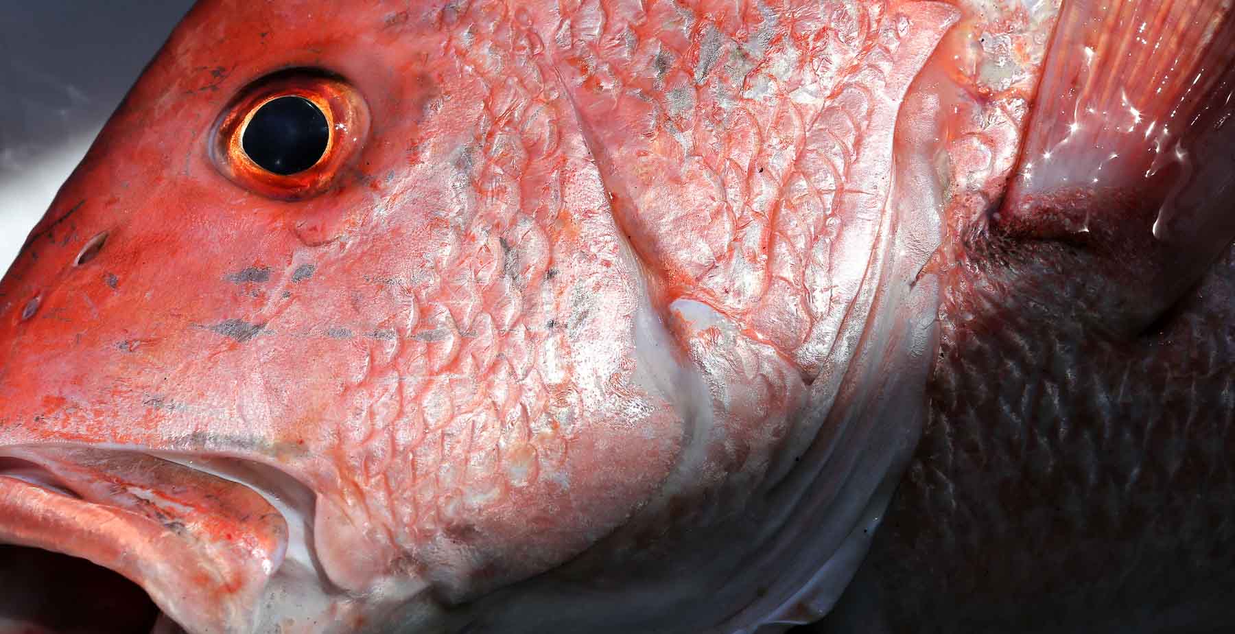 Alabama Red Snapper Season Opens