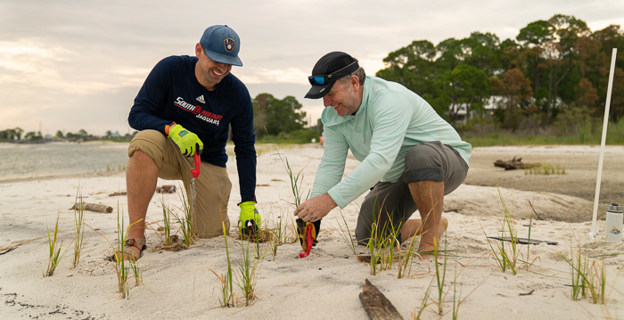 Aloe1 Professors planting marsh grass as part of their study