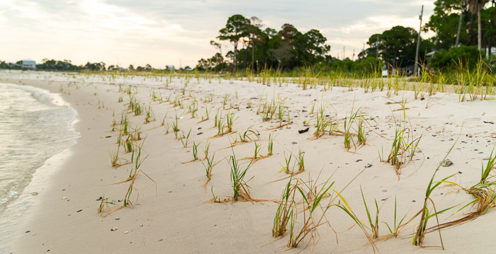 Aloe2 Recently planted marsh grass on the shoreline of Dauphin Island
