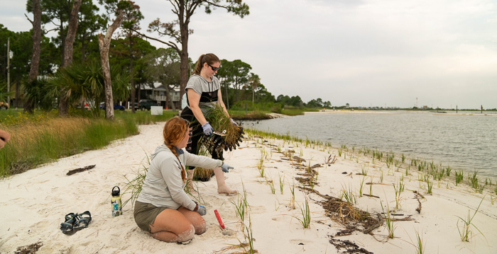 Aloe3 Students planting marsh grass on Dauphin Island