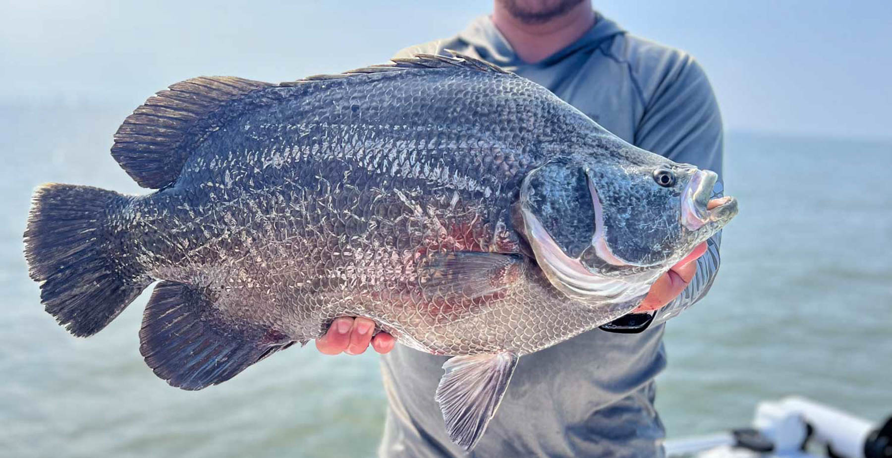 South To Lead $5 Million Study of Two Gulf Fish Species