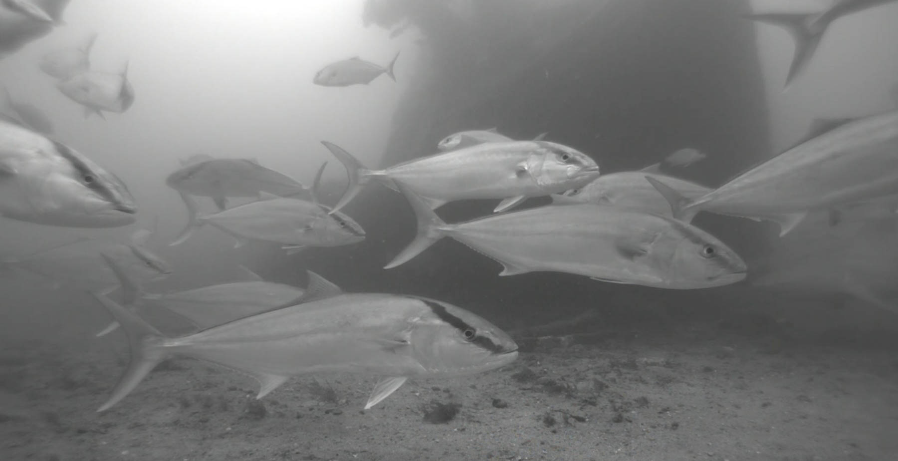 Greater Amberjack count