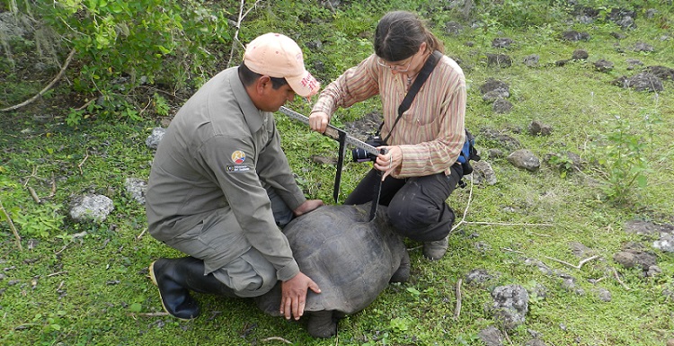 Dr. Ylenia Chiari, right, assistant professor of vertebrate ecology, measures the size of the shell of a Eastern Santa Cruz Tortoise.