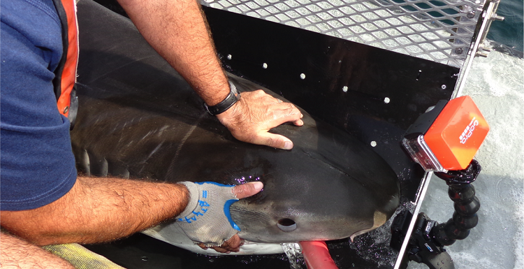 Dr. Marcus Drymon holds SouthJaw for tagging about 20 miles south of Ft. Morgan, Ala., on Aug. 11, 2015.