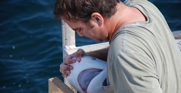 Dr. Marcus Drymon, an assistant professor of marine sciences at USA, holds a small tiger shark and appears to attempt to open its mouth