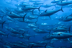 School of fish in water.