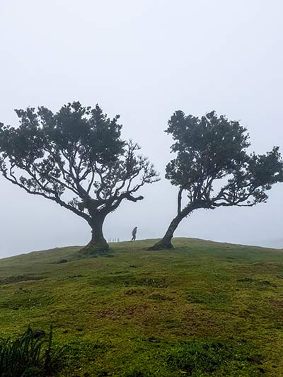 Trees in Madeira