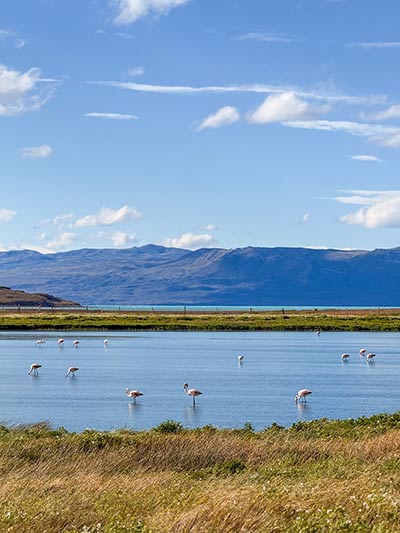 Flamingos in Argentina