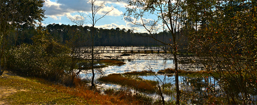 Pond surrounded by trees on campus.