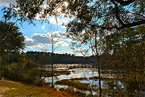 Lake on campus surrounded by trees.