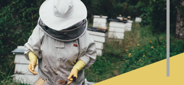 Beekeeping Workshop