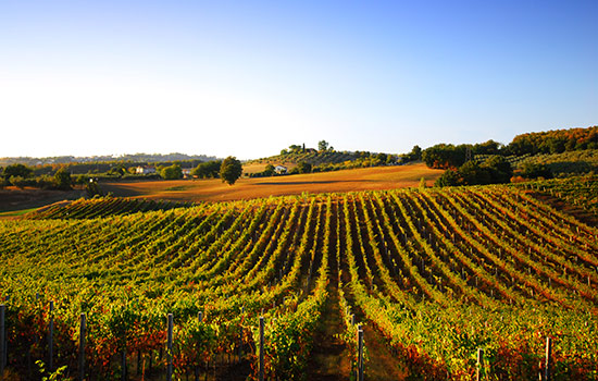 Crops with the mountain in the background.